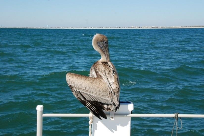 A brown pelican resting on a boat railing with the ocean in the background