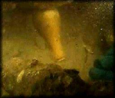 Underwater photo showing an artifact and marine life