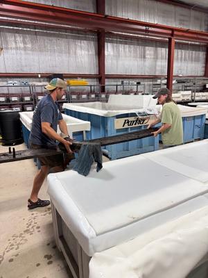 Carrying a timber from the Brunswick Town shipwreck