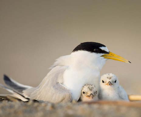 a female Least Tern nests on the sand with two chicks