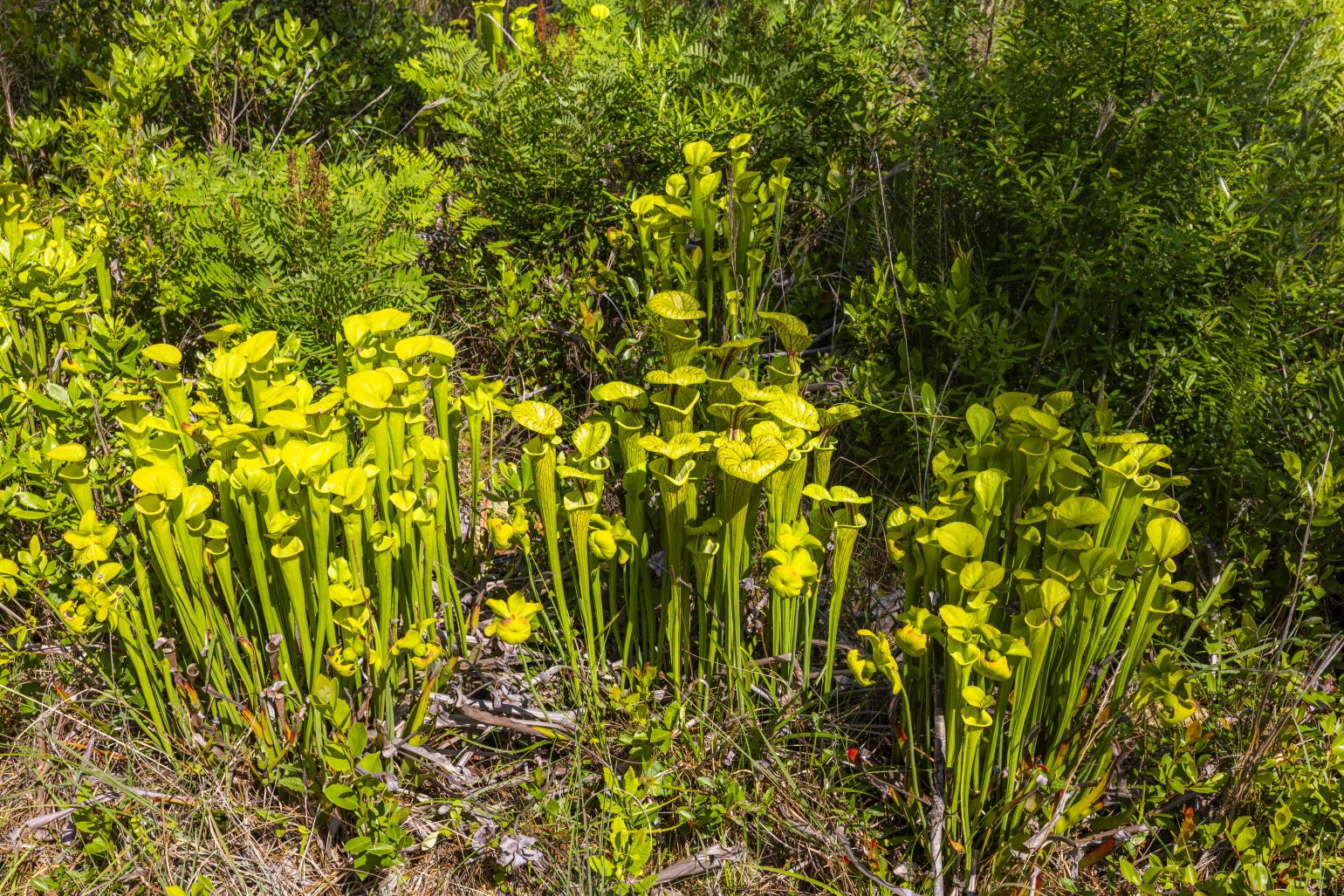 A collection of pitcher plants at Carolina Beach State Park